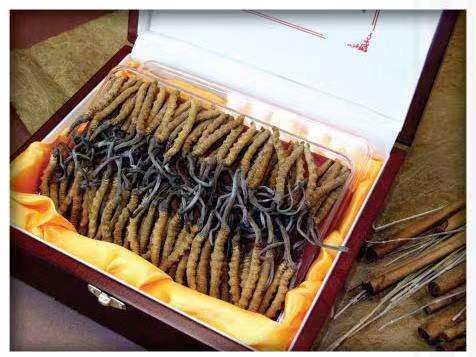 浚县冬虫夏草回收